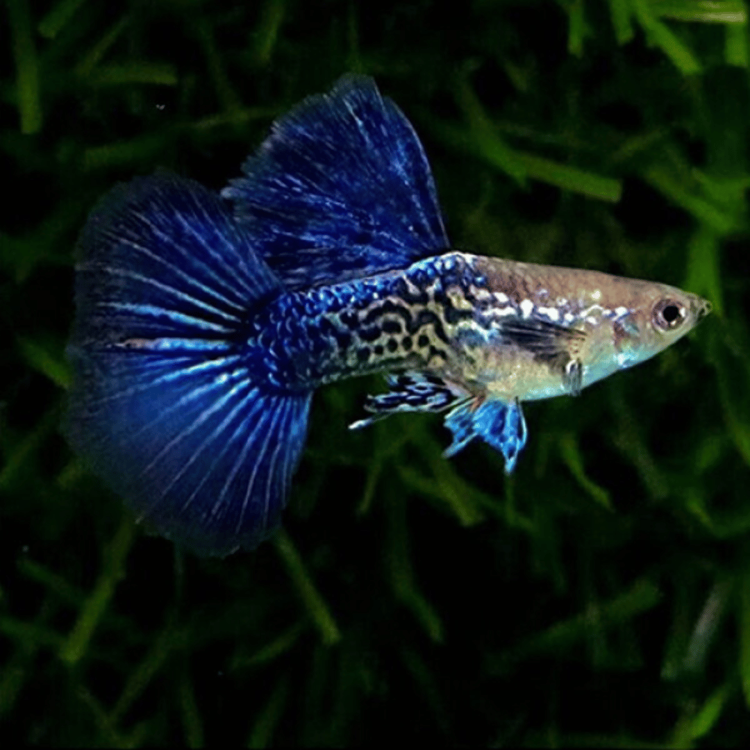 Purple Berry Dragon Guppy ( per pair - Alternate View