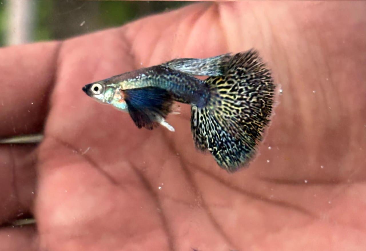 Purple Berry Dragon Guppy ( per pair - Detail View
